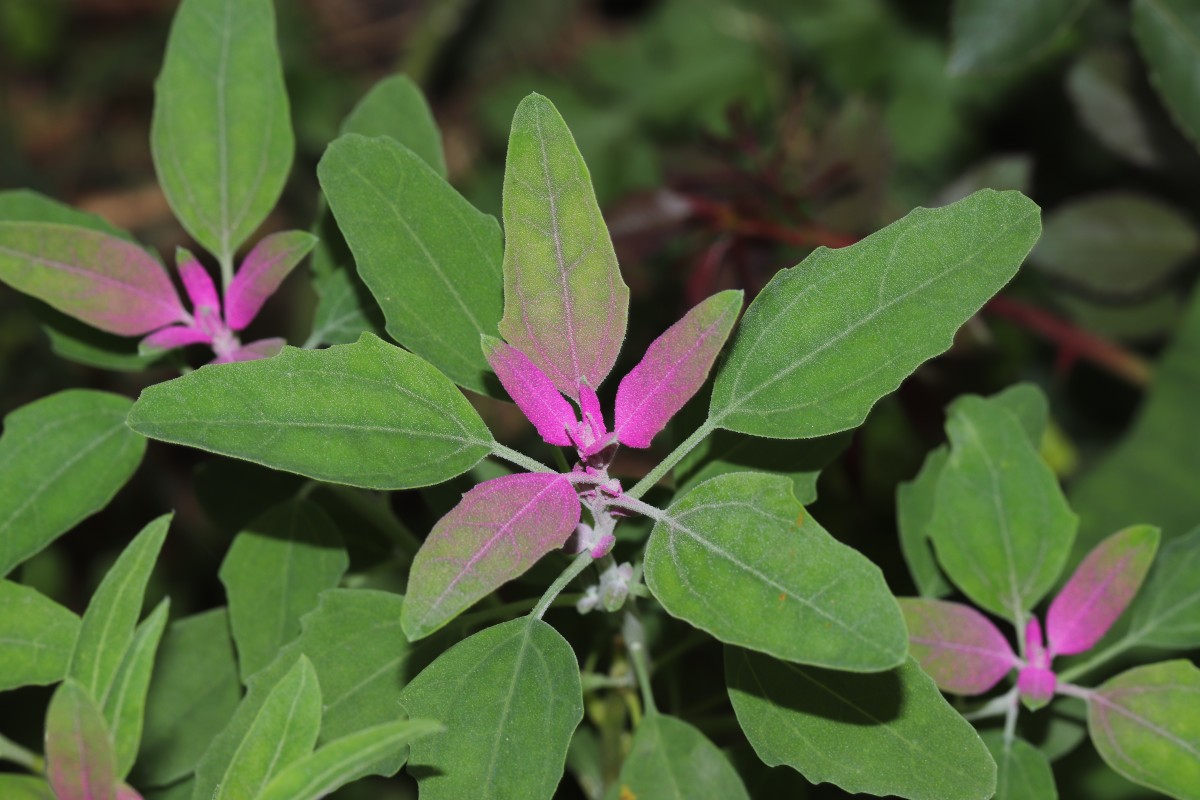 Chenopodium giganteum D.Don